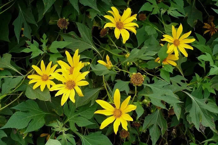 Tanaman Kembang Bulan (Tithonia diversifolia)