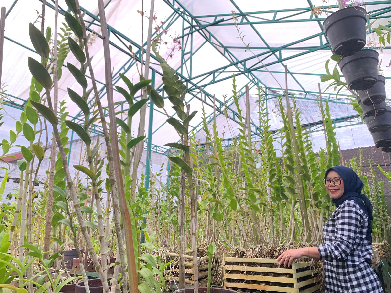 Nandia, pengusaha anggrek alumni Pendidikan Biologi UMM